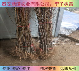 国峰李子苗保证技术种植几年结果
