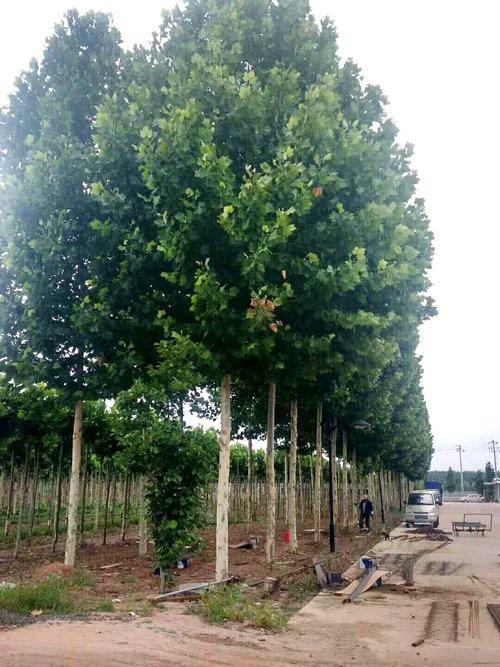 产品展示_济宁市兖州区新绿化苗木种植服务中心
