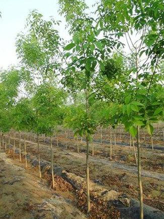 产品展示_济宁市兖州区新绿化苗木种植服务中心