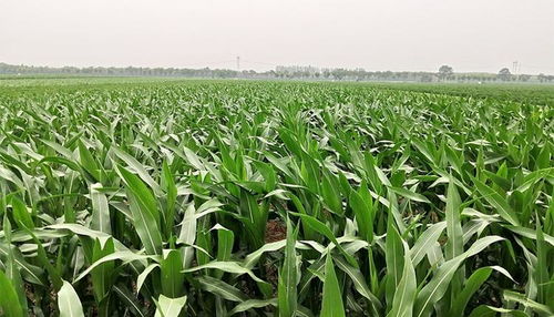 济宁市小麦已收获526.82万亩 夏种有序推进
